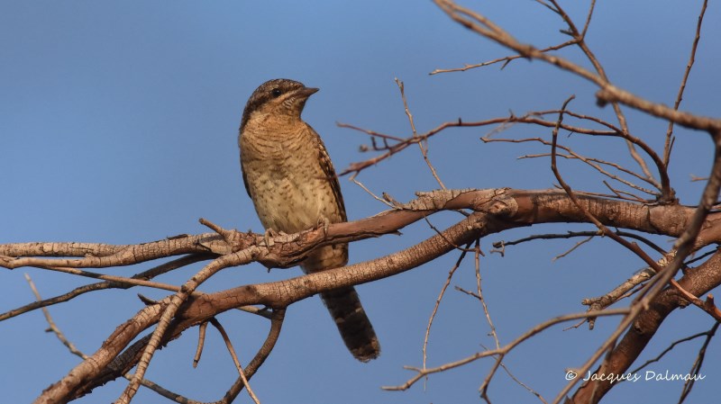 Torcol fourmillier.jpg